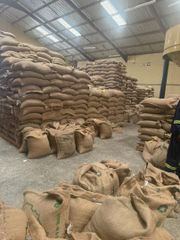 Kenyan Arabica and Robusta Green Coffee – product photo 4, product detail gallery
