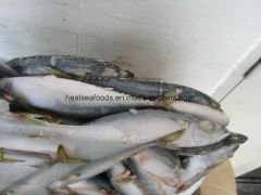 Frozen Chub Mackerel /Pacific Mackerel Resource Wild G.W. 10kgs/CTN N.W. 9.5kgs/CTN HS Code 03035400 Trademark healsea Model NO. - Image 4