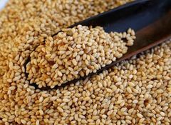 Oil Seeds - Image 2