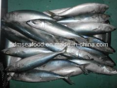 Fresh Frozen Japanese Jack Mackerel Nw 9kgs Gw 10kgs Style Whole Origin China Model NO. H-M Processing Bqf Package - Image 2