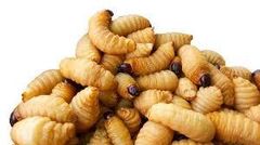 palm weevil larvae - Image 2