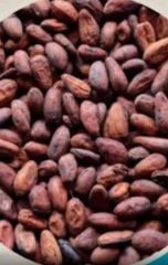 cocoa beans - Image 2