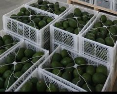 Premium Hass Avocado - Image 2