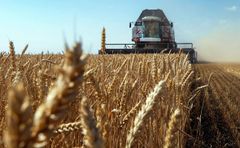 Wheat Grain – product photo 2, product detail gallery