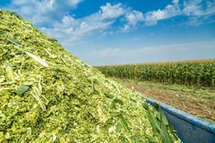 Corn Silage Ph 3.8 – 4.5 Hs Code 2308.00 Crude Fat 2 – 3% Ash Content 5 – 7% Crude Fiber 20 – 25% Ndf Content 45 – 50% Adf Content 25 – - Image 1
