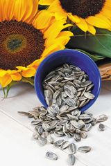 Commercial Sunflower Seeds for Crushing Suitable for Oil Pressing Facilities and Businesses Producing – product photo 1, product detail gallery