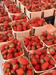 FRESH STRAWBERRY / STRAWBERRIES AVAILABLE IN STOCKS - Image 2