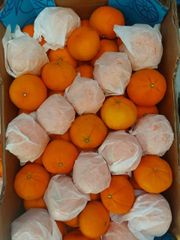 Fresh Murcott Oranges Sweet Juicy Easy Peel Premium Quality For Export quality packing - Image 3