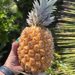 Cheapest Price Fresh Pineapple Export from Vietnam - Newest Crop & Best Quality Fresh Fruit – product photo 1, product detail gallery