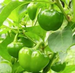 Fresh Green Capsicum - Image 2