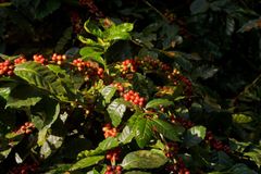 Robusta cherry AA - Image 5