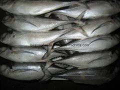 Muroaji/Hard Tail/Scad Fish Style Whole Processing BQF Model NO. 6586 HS Code 03035300 Trademark healsea Certification - Image 4
