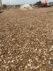 Raw cashew nuts and kernel - Image 2