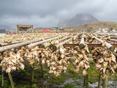 Dry Stock Fish - Image 1