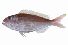 Premium Quality Frozen Indonesia Threadfin Bream – Wild Caught & Custom Processed for Export - Image 3