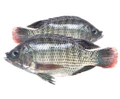 Tilapia Packaging - Image 1