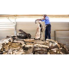 Wet Salted Donkey Hide Premium Raw Hide Material for Professional Tanneries. - Image 1