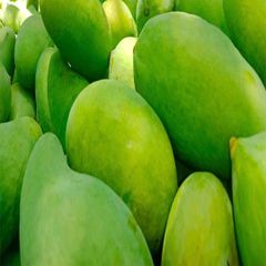 Bulk Chaunsa Fresh Fruit Mango from Pakistan - High Quality and Delicious - Image 5
