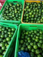 Fresh Seedless LongAN / Fresh Seedless Watermelon Vietnam Grade A Type LIME Color Green Style Fresh Weight (kg) 12 Brand Name - Image 5