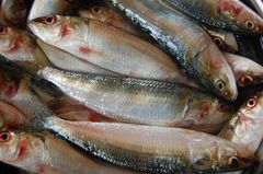 Hilsa Fish Maximum Length 60 Cm Maximum Weight 2.5 Kg Standard Length 35-40 Cm Body Shape Deep And Laterally Compressed Fin Structure Lacks Dorsal And Anal - Image 1