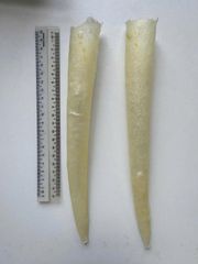Premium Natural Dried Fish Maw / Fish Air Bladder – Pangasius Basa Catfish, Chemical-Free, Moisture - Image 2