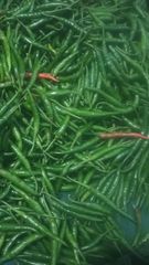 Agriculture, Food & Beverage – product photo 1, product detail gallery