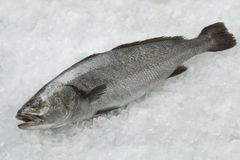 Wholesale Corvina Glazing 5 – 10% Moisture Content 75 – 80% Odor Fresh Sea Smell, Free From Off-odors Skin Color Silver-gray With Metallic - Image 1
