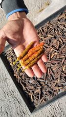Javanese long chili, origin from Java Indonesia, Dried level at 10% - 15% - Image 5