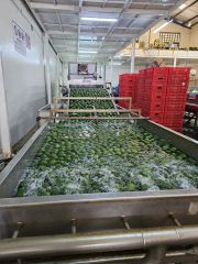 High Quality Fresh Avocado, Farm-to-Table traceable – product photo 3, product detail gallery
