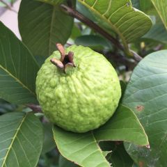 Guava - Image 1