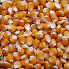 Animal Feed Corn from Brazil frozenchickenexports.com - Image 5