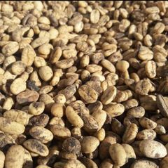 Premium Gayo Arabica Wild Civet Coffee – product photo 2, product detail gallery
