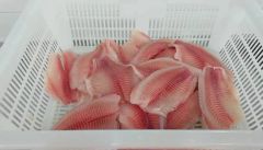 Frozen Tilapia Fillet Fish Sea Food Origin China HS Code 030323 Processing IQF Style Pieces and Stems Model NO. Frozen - Image 1