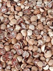 split betel nut / half betel nut Quality High Grade Grade A Type Whole or Split Packaging 50 kg net bag Ingredients 100% Betel Nut - Image 2