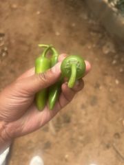 Green Bullet Chilli - Image 2