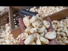 MAKHANA [FOX NUTT] – product photo 2, product detail gallery