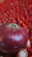 Fresh Indian Onions Nasik - Image 3