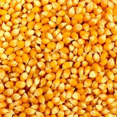 Corn (Maize) frozenchickenexports.com – product photo 4, product detail gallery
