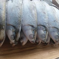 Frozen Milkfish Wholeround Glazing 10% Packaging 10 Kg/ctn Origin North Kalimantan, - Image 1