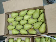 FRESH SOUTH AFRICAN PEARS FOR EXPORT, 100% ORGANIC FRUITS, STRICTLY CLASS 1 EXPORT QUALITY GUARANTEED – product photo 2, product detail gallery