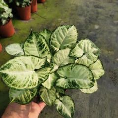 Syngonium Podophyllum Indoor Plants - Image 2