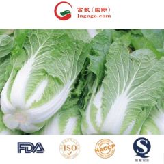 Delicious Frozen Chinese Cabbage Size 1.5kg Kind Fresh Color Green Origin China Trademark GOGO HS Code 0706100001 Storage Method - Image 3