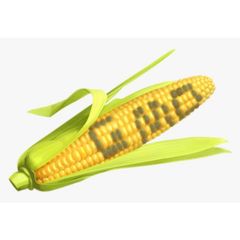 Wholesale Fresh Sweet Corn Yellow Corn on Cob Farm Fresh Export Quality - Image 5