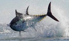 Blue Fin Tuna  - Image 2