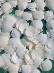 Natural Eco-Friendly Polished Folk Art Scallop Seashells White Yellow Shell Collection for DIY Crafts Home Decor Wedding - Image 4