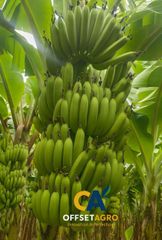 CAVENDISH BANANA FRESH GRADE A – product photo 1, product detail gallery