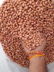 Groundnut - Image 1