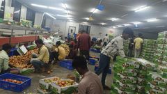 Fresh Tomato Grade A Origin Nashik, India Weight (kg) 5 Kg Net Place of Origin India Color Green (Unripe), Red Texture Firm With Fresh Flesh - Image 4