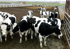 Export Quality Live Holstein Cows Healthy Purebred Dairy Cattle High Milk Yield Suitable for Farms and Agriculture - Image 3