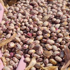 Dried Sugar Beans With Long Shelf Life And High Purity For Export And Wholesale Distribution Markets - Image 4